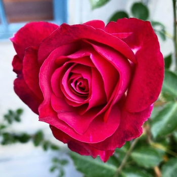 Bác Hồ đọc bản “Tuyên ngôn độc lập” ngày 2/9/1945