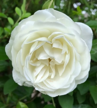 37 cuốn sách của Krishnamurti