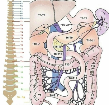 Mối liên hệ giữa các đốt sống và hệ thống nội tạng cơ thể