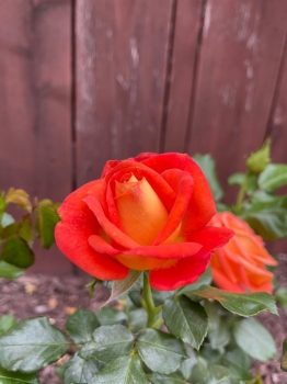 Giá trị của lòng Biết ơn!