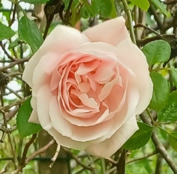 Chia sẻ trong niềm vui và tình yêu thương!